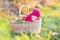 Newborn baby in basket with apples in sunny garden