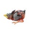 Newborn baby bird watercolor illustration. Hand drawn nestling element. House sparrow bird newborn chick. Small blind