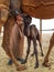 Newborn baby camel