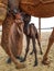 Newborn baby camel
