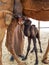 Newborn baby camel