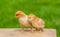 Newborn baby chicken friend. Animal friendship. Small couple chick. Easter natural animal background
