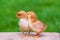 Newborn baby chicken friend. Animal friendship. Small couple chick. Easter natural animal background