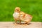 Newborn baby chicken friend. Animal friendship. Small couple chick. Easter natural animal background