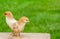 Newborn baby chicken friend. Animal friendship. Small couple chick. Easter natural animal background