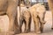 Newborn baby elephants  Loxodonta Africana on the road, Pilanesberg National Park, South Africa.