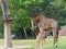 Newborn or baby giraffe drinks milk while mom cuddles her calf in a zoo show love and motherhood