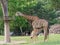 Newborn or baby giraffe drinks milk while mom eats grass in a zoo show love and motherhood