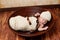 Newborn Baby Girl Sleeping in a Brown Bowl