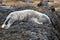 Newborn Baby Harbor Seal Stretched Out on Seaweed