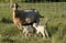 Newborn baby kid goats nursing from mother goat