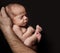 Newborn Baby lying on Father Hand over Black Background. Child sleeping in Fetal Embryo position. Small Kid artistic Portrait.