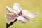 Newborn baby in magnolia flower