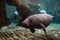 Newborn baby manatee close up portrait