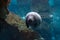 Newborn baby manatee close up portrait