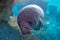 Newborn baby manatee close up portrait