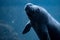 Newborn baby manatee close up portrait