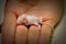 Newborn Baby Mouse