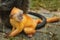 Newborn baby orange silvered leaf monkey cub feeding from his mo