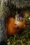 Newborn baby orange silvered leaf monkey cub feeding from his mo