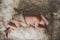 Newborn baby photography, rabbit concept