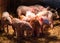 Newborn baby pigs in the straw nest