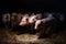 Newborn baby pigs in the straw nest