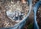 Newborn baby rabbits with shut eyes, open ears and grey-black fur are sleeping in nature nest box top of mulched plastic nursery