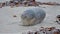 Newborn baby seal on the beach