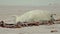 Newborn baby seal on the beach