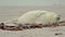 Newborn baby seal on the beach