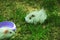 Newborn baby white coloured Guinea pig also known as cavy, domestic cavy or cavia grazing a fresh grass and grains.