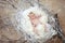 Newborn baby with white feather in nest. Portrait of adorable ne