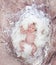 Newborn baby with white feather in nest. Portrait of adorable ne