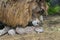 Newborn Bactrian camel (Camelus bactrianus)