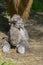 Newborn Bactrian camel (Camelus bactrianus)