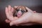 Newborn basenji puppy (first day)