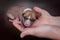 Newborn basenji puppy (first day)