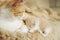Newborn beige kitten lies with ginger cat on the bed