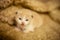 Newborn beige kitten lies on the sheepskin bed