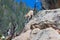 Newborn bighorn walking down steep mountain