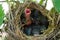 Newborn bird cry for food in the nest