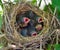 Newborn bird cry for food in the nest