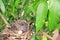 Newborn bird hatched from the egg and the one egg in bird`s nest on tree branch in the nature