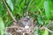 Newborn bird hatched from the egg and the one egg in bird`s nest on tree branch in the nature