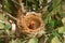 newborn bird, nestling in the nest and feather wings growth story of new born of bulbul bird which see in Thailand.