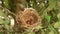 Newborn bird, nestling in the nest and feather wings growth story of new born of bulbul bird which see in Thailand