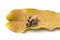 Newborn bird sleep on mango leave