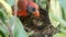 Newborn bird with a worm in its mouth with father watching over