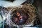 Newborn Birds in Nest